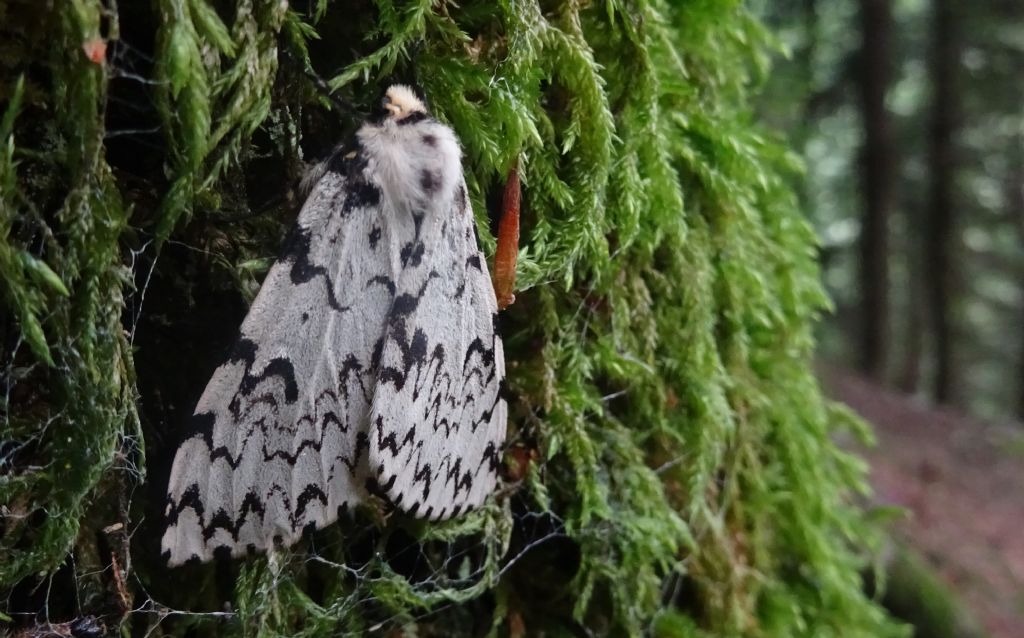 femmina di Lymantria monacha - Erebidae Lymantriinae